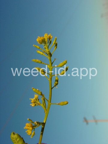 yellowcress, marsh